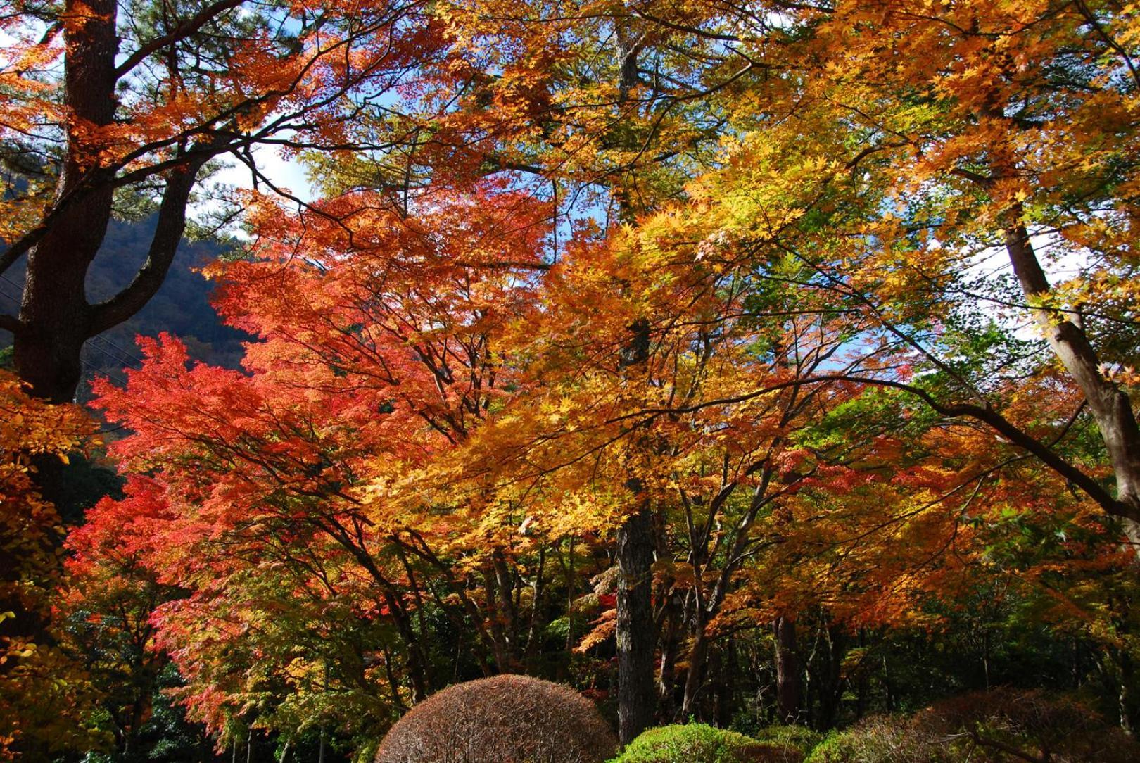 Hakone Kowakien Hotel Exteriér fotografie