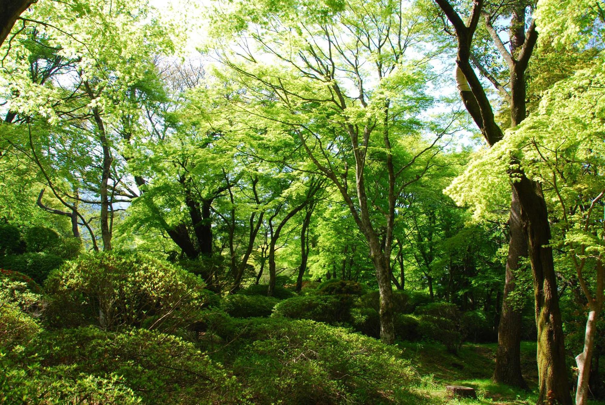 Hakone Kowakien Hotel Exteriér fotografie